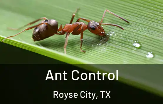  Ant Control Royse City, TX