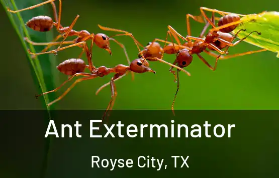  Ant Exterminator Royse City, TX