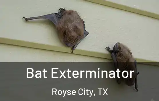  Bat Exterminator Royse City, TX