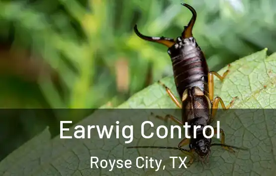  Earwig Control Royse City, TX