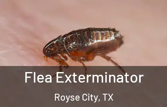  Flea Exterminator Royse City, TX