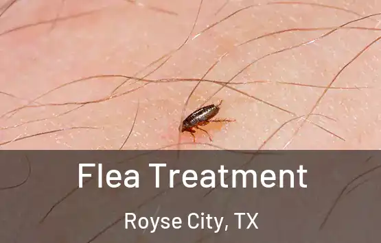  Flea Treatment Royse City, TX