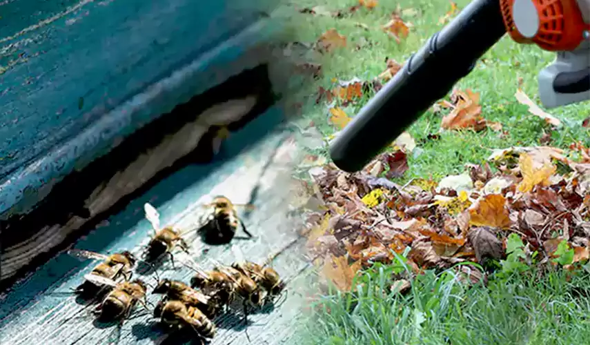 Wasps Pest Control Royse City, TX