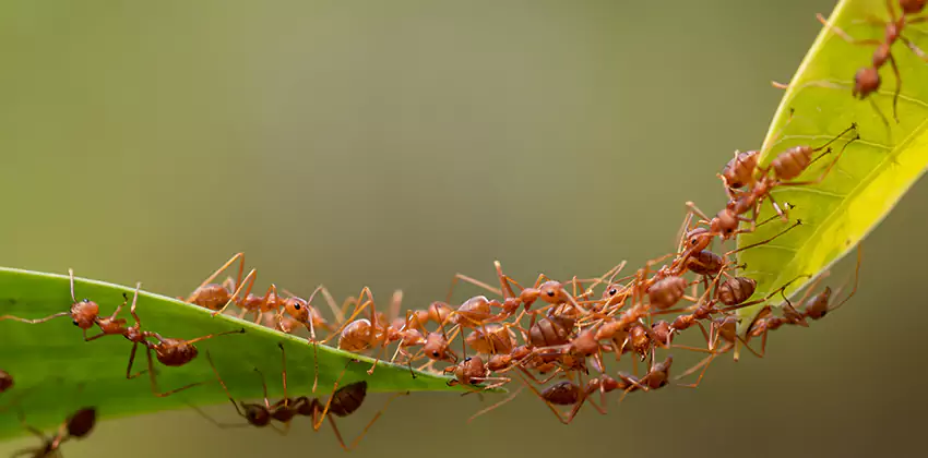 ant-control in Royse City, TX
