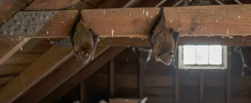 bat-exterminator in Royse City, TX
