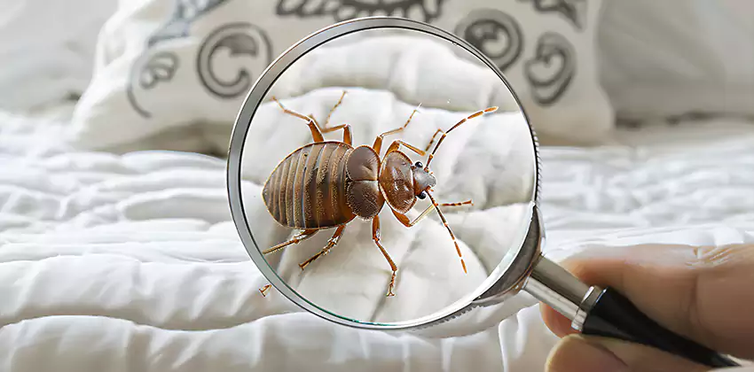 bed-bug-pest-control in Royse City, TX