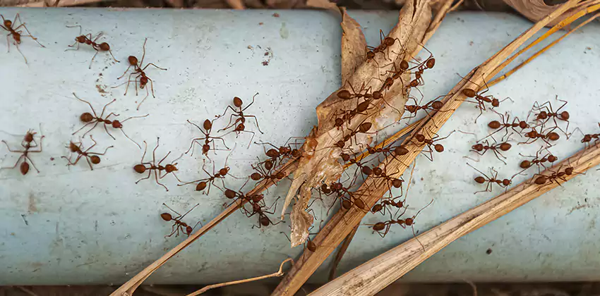 Fire Ant Extermination in Yards, Parks, and Outdoor Spaces Royse City, TX