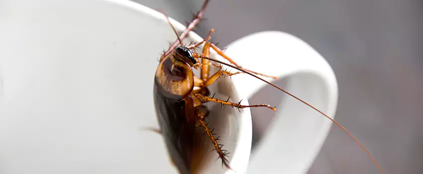 cockroach-pest-control in Royse City, TX
