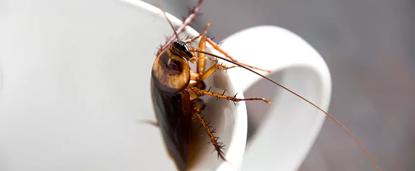 cockroach-treatment in Royse City, TX