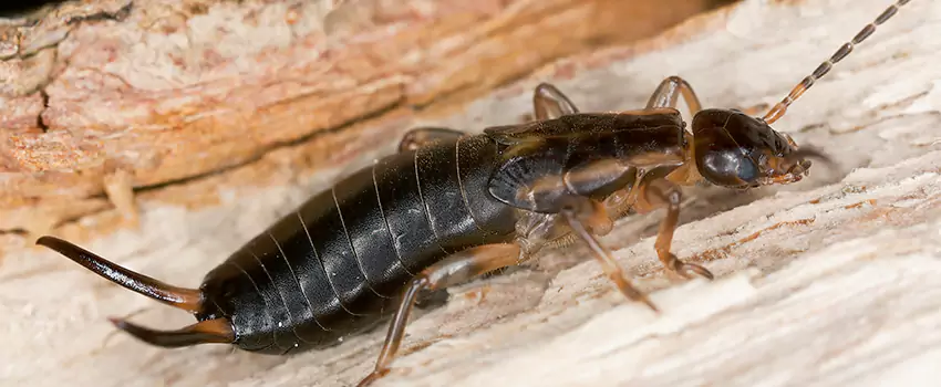 earwig-control in Royse City, TX