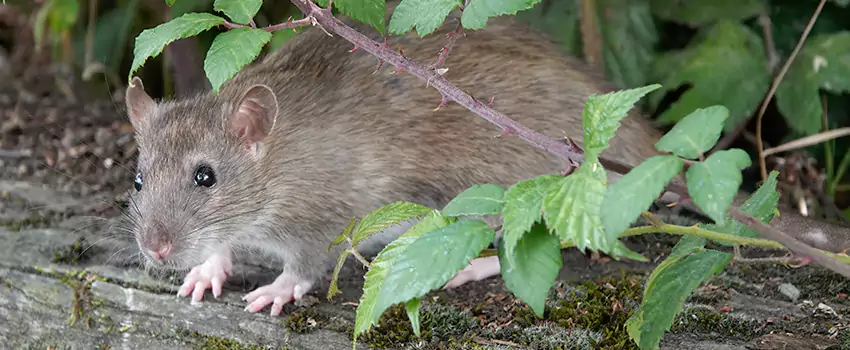 mice-control in Royse City, TX