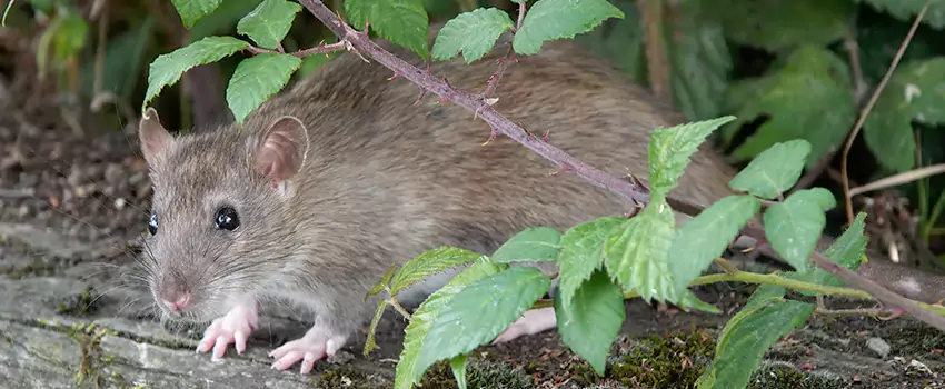 mouse-control in Royse City, TX