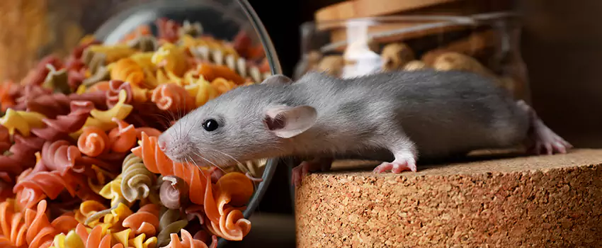 mouse-exterminator in Royse City, TX