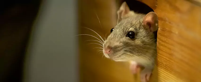 rat-control in Royse City, TX