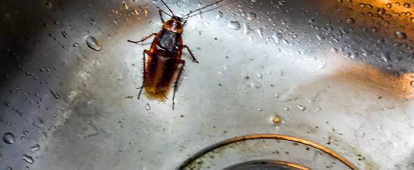 roach-control in Royse City, TX