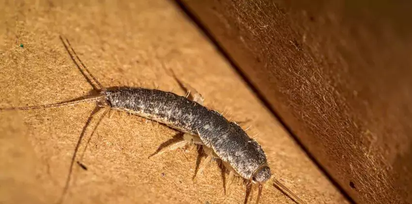 silverfish-control in Royse City, TX