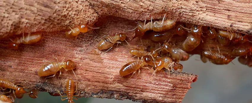 termite-treatment in Royse City, TX