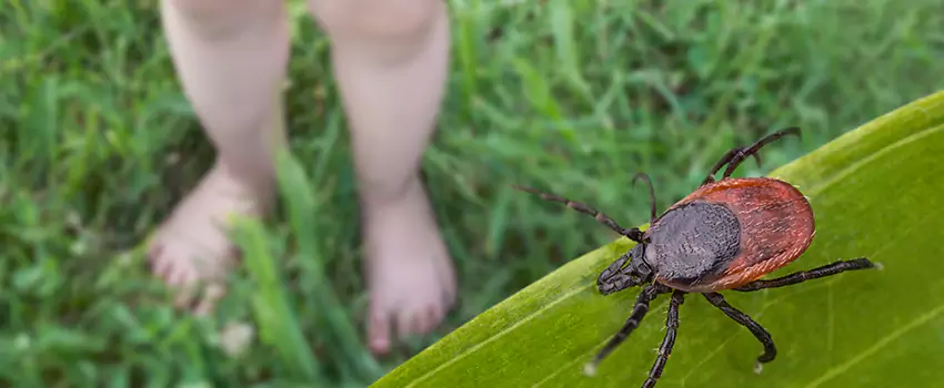 tick-treatment-for-yard in Royse City, TX