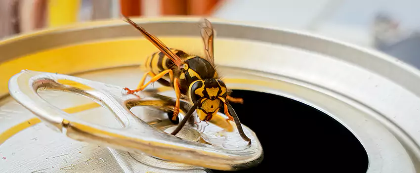 wasp-exterminator in Royse City, TX