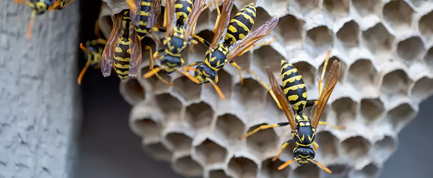 wasp-pest-control in Royse City, TX
