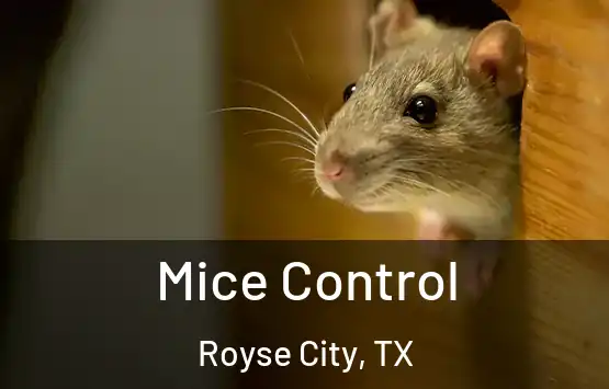  Mice Control Royse City, TX