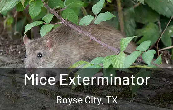  Mice Exterminator Royse City, TX
