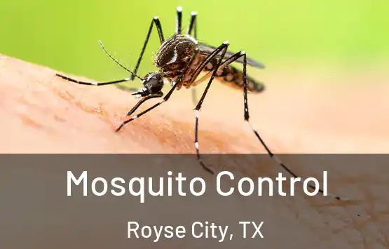  Mosquito Control Royse City, TX