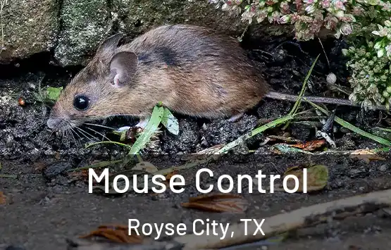  Mouse Control Royse City, TX