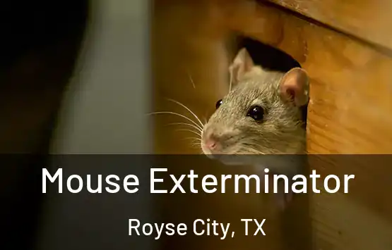  Mouse Exterminator Royse City, TX