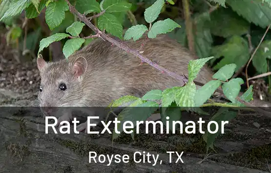  Rat Exterminator Royse City, TX