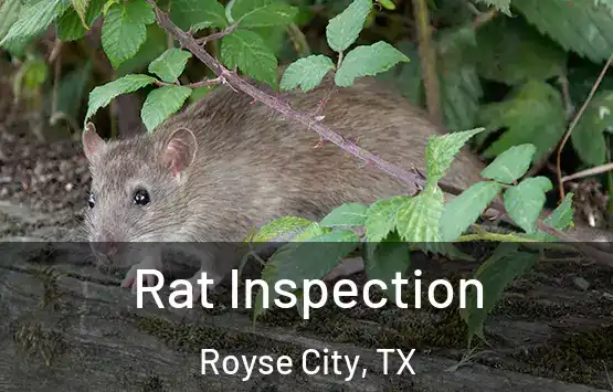  Rat Inspection Royse City, TX