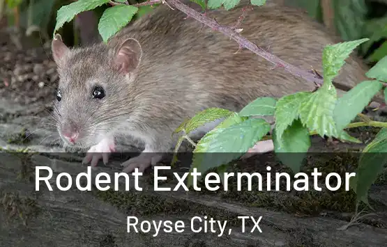  Rodent Exterminator Royse City, TX
