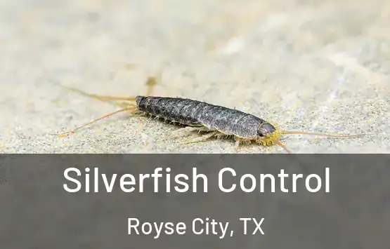  Silverfish Control Royse City, TX