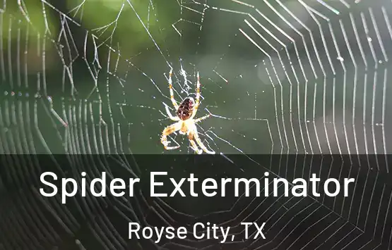  Spider Exterminator Royse City, TX