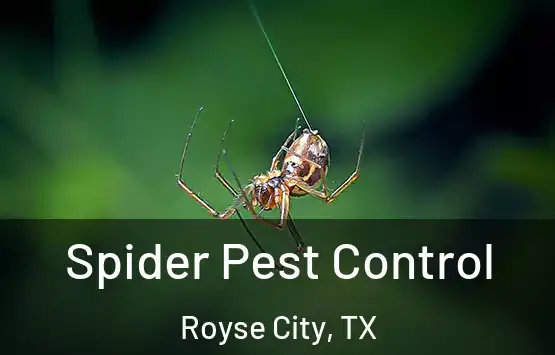  Spider Pest Control Royse City, TX