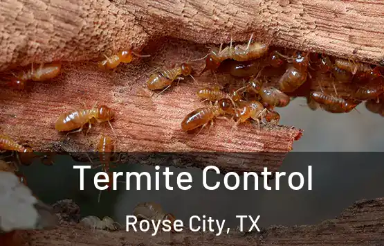  Termite Control Royse City, TX