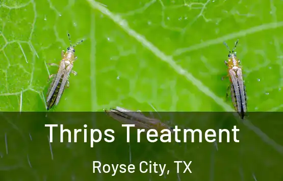  Thrips Treatment Royse City, TX