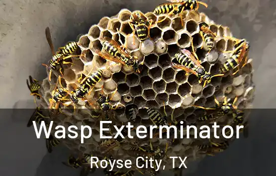  Wasp Exterminator Royse City, TX