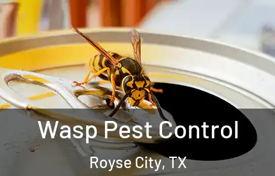  Wasp Pest Control Royse City, TX