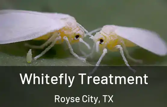  Whitefly Treatment Royse City, TX
