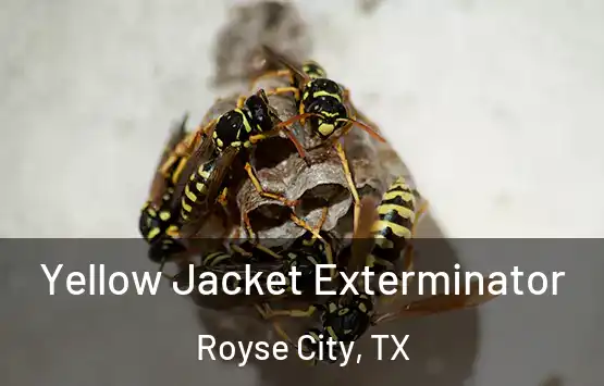  Yellow Jacket Exterminator Royse City, TX